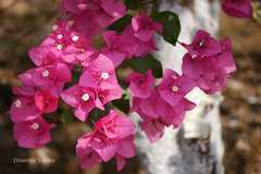 Bougainvillea glabra